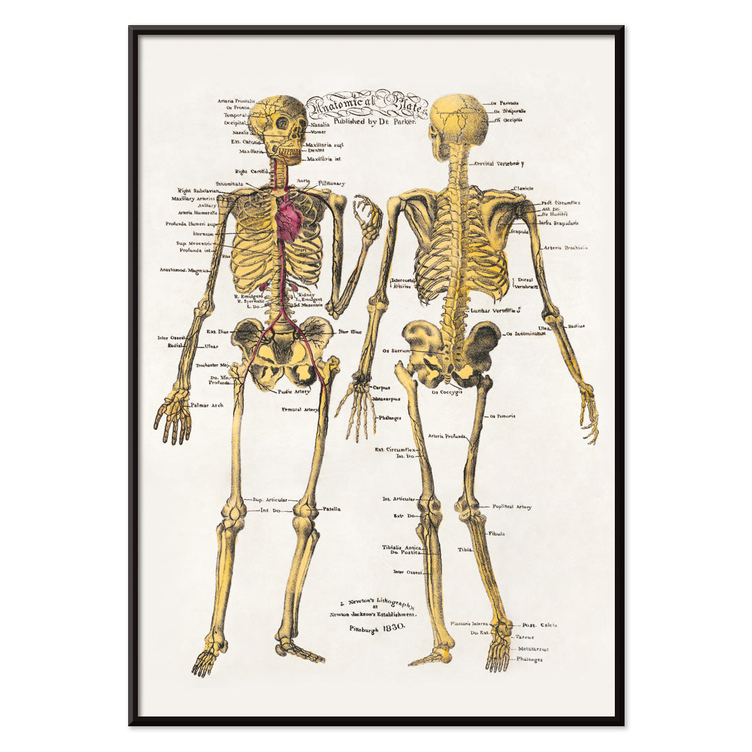 Human skeleton diagram and poster with labeled bones and organs by Dr Parker Anatomical plates wall art decor, with black aluminium frame on white background