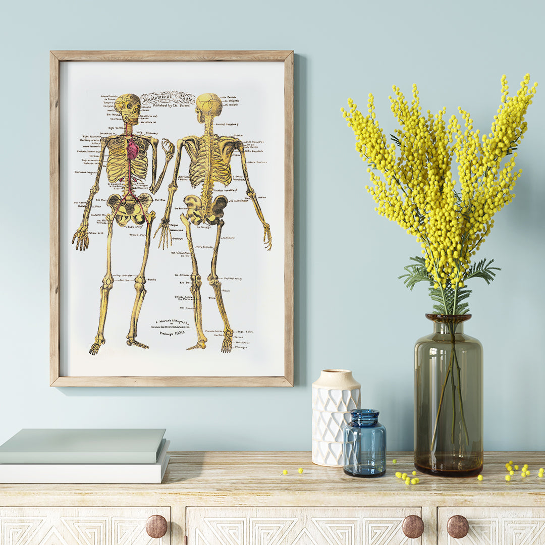 Human skeleton diagram and poster with labeled bones and organs by Dr Parker Anatomical plates wall art decor, framed and displayed in home decor