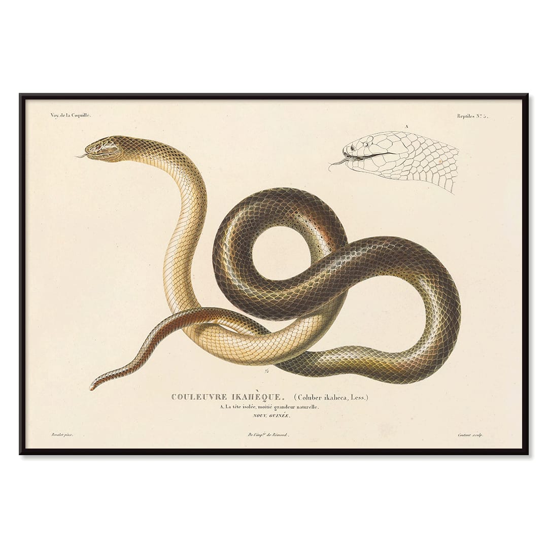 Detailed illustration of a snake by Louis-Isidore Duperrey from Voyage autour du monde Pl.005 poster, with black aluminium frame on white background
