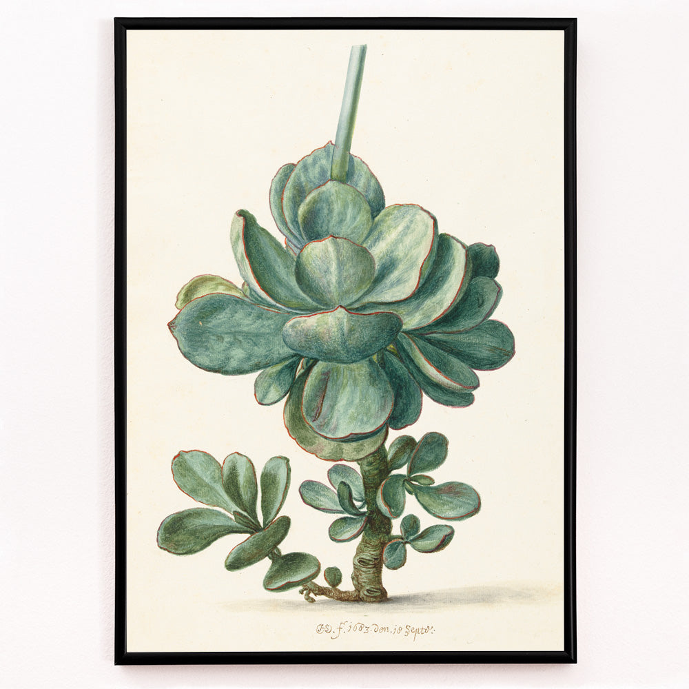 Closeup detail of Botanical illustration poster of succulent plant Cotyledon orbiculata by Herman Saftleven