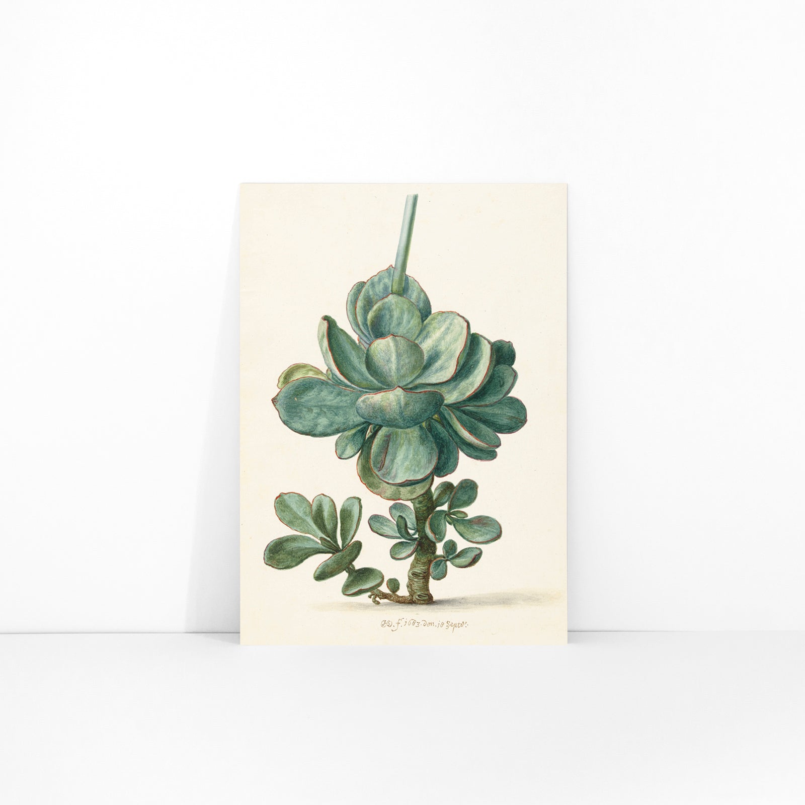 Botanical illustration poster of succulent plant Cotyledon orbiculata by Herman Saftleven, framed and displayed in modern living room decor