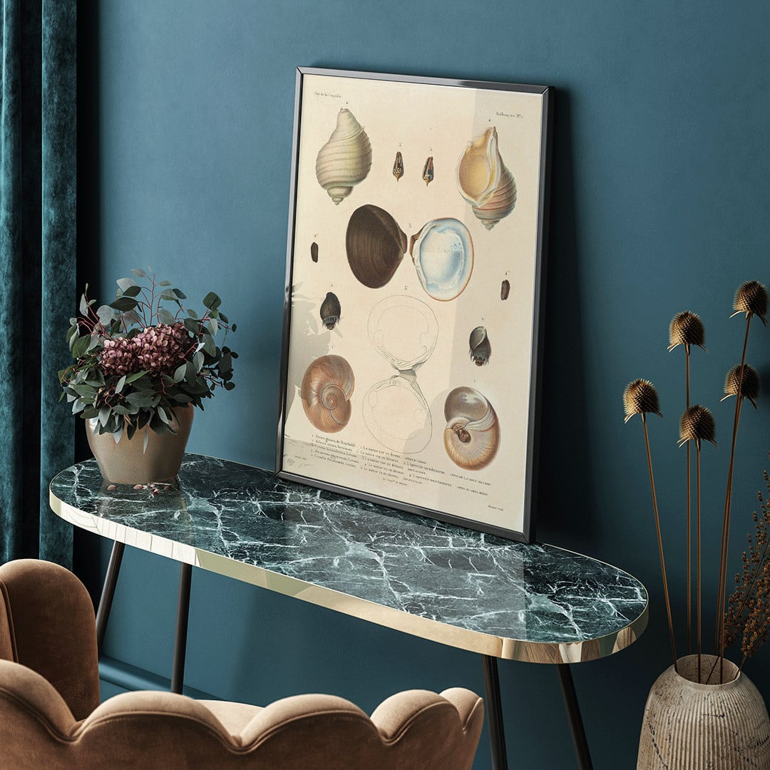 Sea shell illustrations and poster of various sea shells by Louis Isidore Duperrey from Voyage autour du monde Plate 056, framed and displayed in home decor