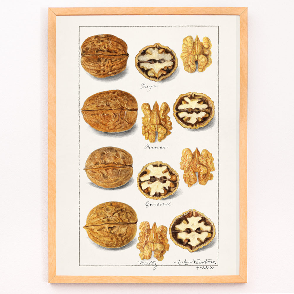 Closeup detail of Detailed botanical illustration and poster of walnut varieties and kernels by Amanda Almira Newton titled Walnuts Juglans for kitchen decor