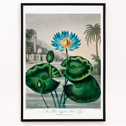 Closeup detail of Blue Egyptian Water Lily by Robert John Thornton vibrant botanical illustration and poster with blue water lily green leaves and scenic background