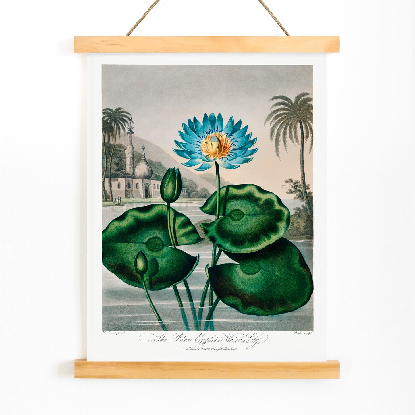 Blue Egyptian Water Lily by Robert John Thornton vibrant botanical illustration and poster with blue water lily green leaves and scenic background, with wooden magnetic frame on white background
