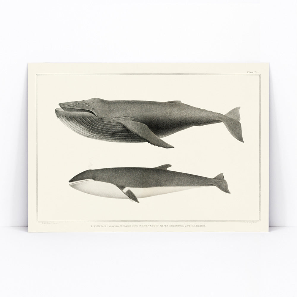 Humpback whale and minke whale illustration and poster by Charles Melville Scammon from Natural history of the cetaceans, framed and displayed in modern living room decor