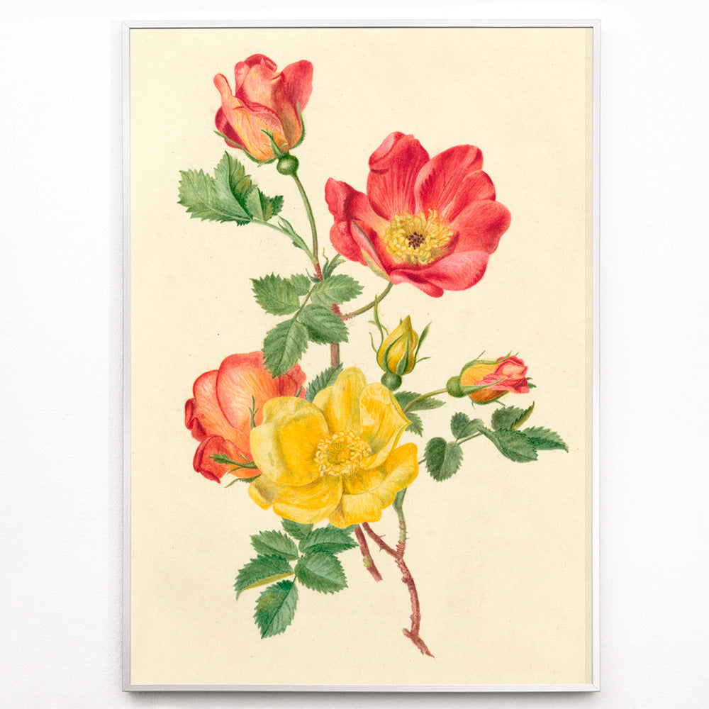 Closeup detail of Botanical illustration of wild rose flowers with green leaves yellow and pink blooms by Antoinette Luden