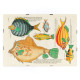 Illustrazioni colorate e surreali di pesci 5