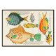 Illustrazioni colorate e surreali di pesci 5