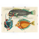 Illustrazioni colorate e surreali di pesci 7