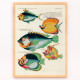 Illustrazioni colorate e surreali di pesci 6