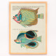 Illustrazioni colorate e surreali di pesci 8