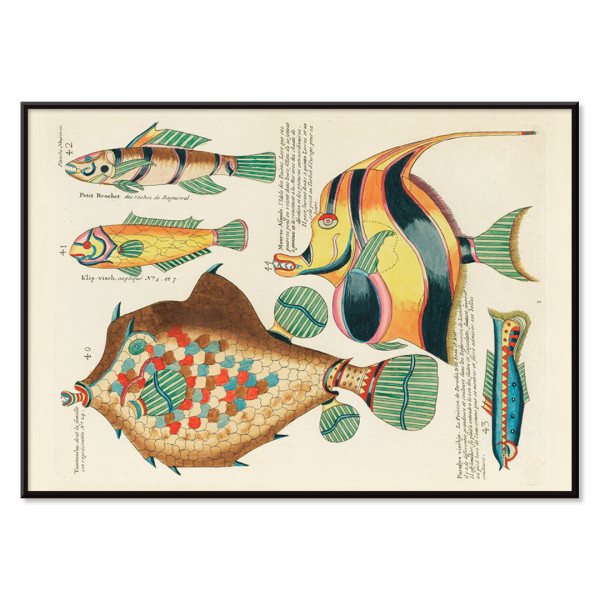 Illustrazioni colorate e surreali di pesci 9
