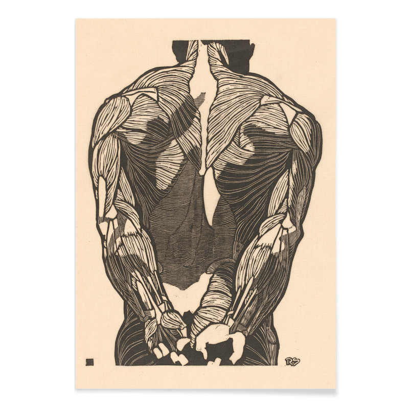 Muscoli della schiena 2